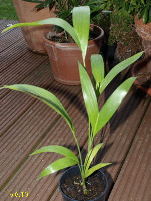 c-seifritzii
